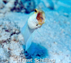 Big Mouth ,  Yellow Head Jaw Fish , Bonaire by Ernst Schilling 